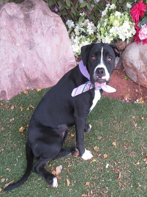 PEPPA - Boxer available for adoption