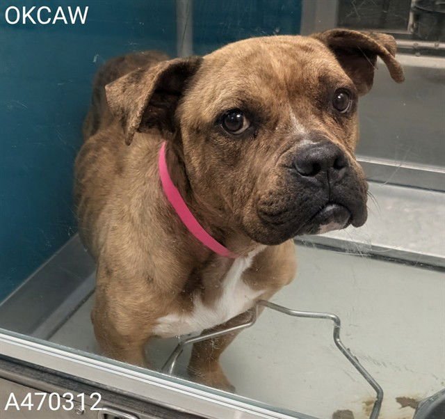 REMY - Bulldog available for adoption