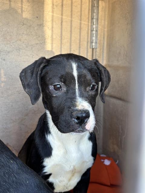 A469392 - American Staffordshire Terrier available for adoption