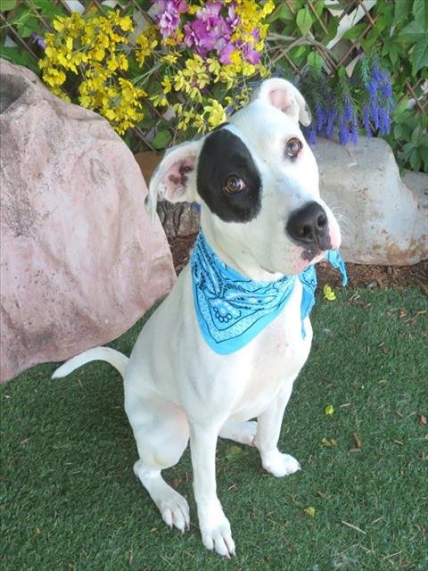 TRIXIE Image