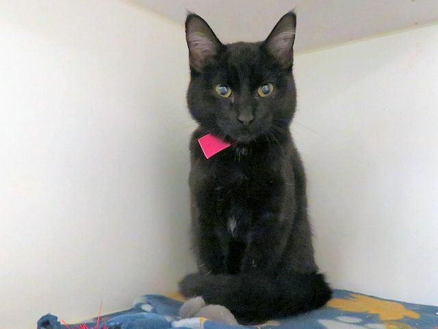 OLIVE - Domestic Short Hair available for adoption