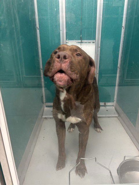 TITAN - Mastiff available for adoption