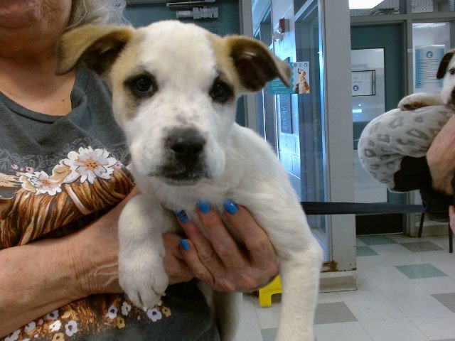 A468576 - Anatolian Shepherd available for adoption