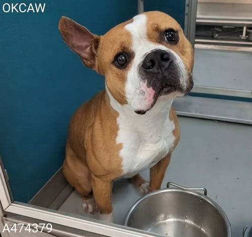 WILFORD - Staffordshire Bull Terrier available for adoption