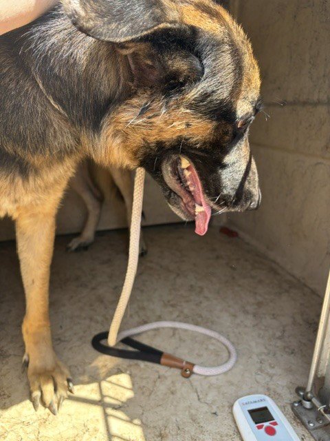 MAX - German Shepherd Dog available for adoption