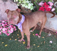 COCOA - Photo 1