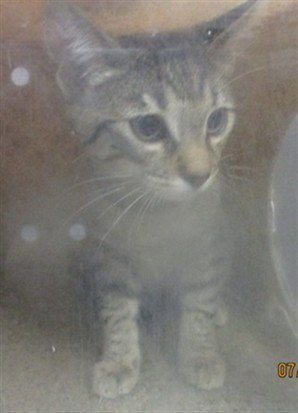A478038 - Domestic Short Hair for adoption in Norman