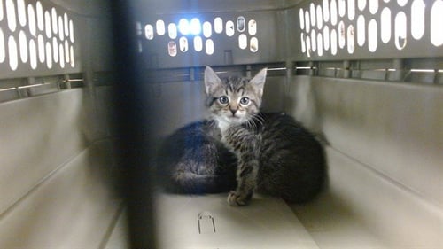 A473521 - Domestic Short Hair available for adoption