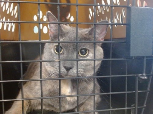 BELLA - Domestic Short Hair for adoption in Norman