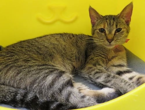 A474134 - Domestic Short Hair for adoption in Oklahoma City