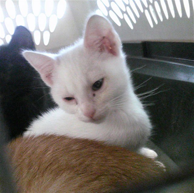 A467838 - Domestic Short Hair available for adoption