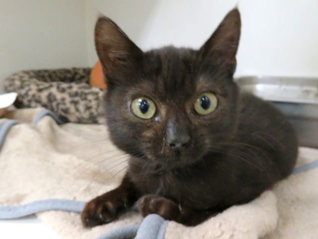 PIP - Domestic Short Hair available for adoption