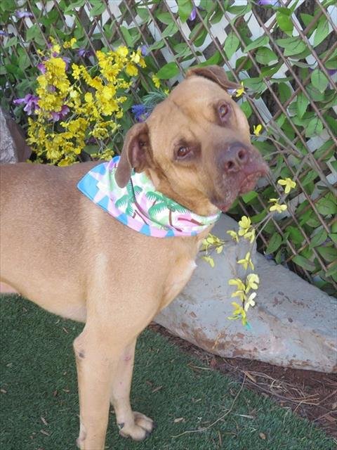 RUSTY - Hound / Labrador Retriever available for adoption