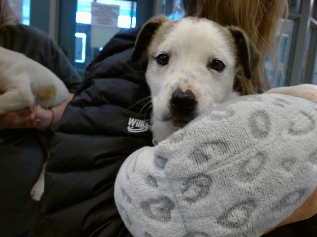 A468577 - Anatolian Shepherd available for adoption