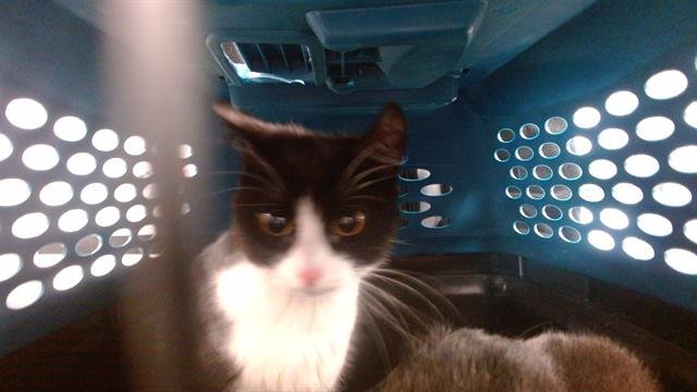 A468425 - Domestic Short Hair available for adoption