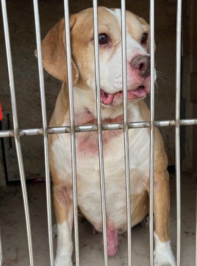 A471072 - Terrier available for adoption