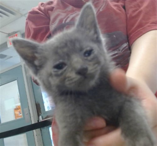 ABEL - Domestic Short Hair available for adoption