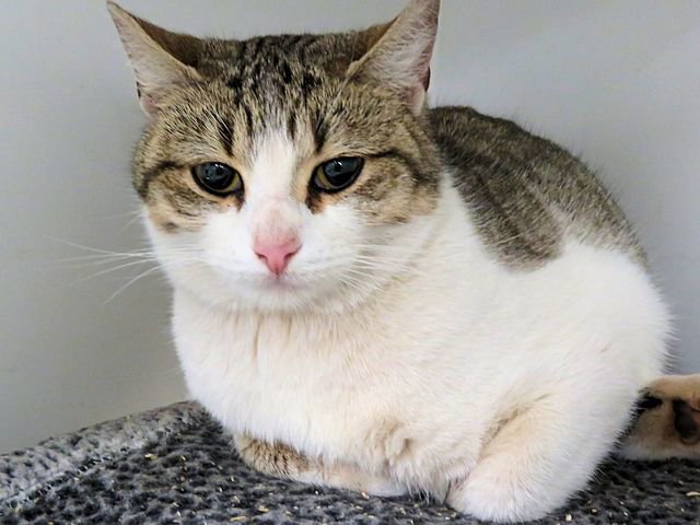 MOLLY - Domestic Short Hair available for adoption