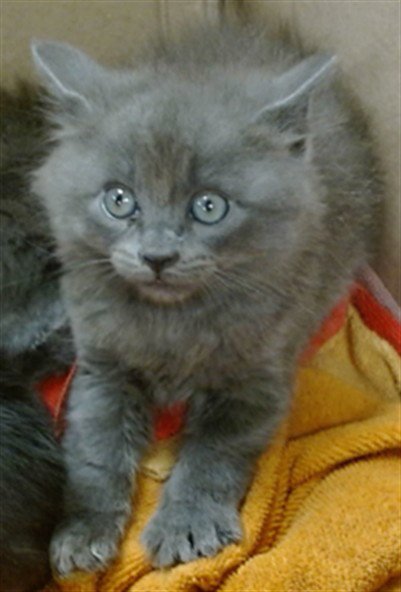 A473421 - Domestic Short Hair available for adoption