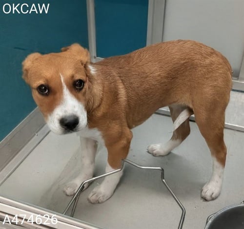 A474626 - Hound available for adoption