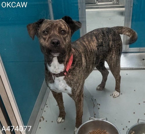 BABYGIRL - Pit Bull Terrier available for adoption