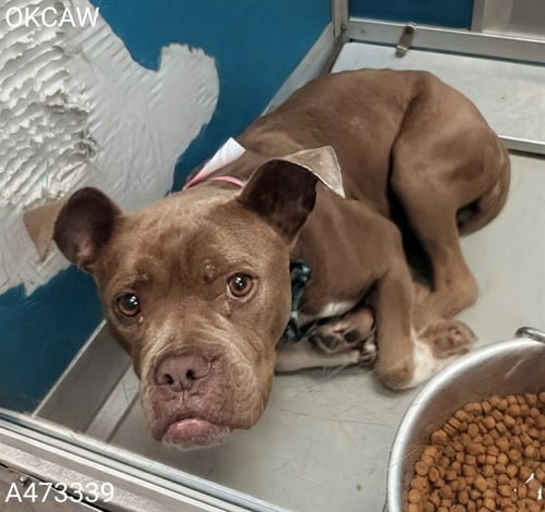 ROSEY - American Pit Bull Terrier available for adoption