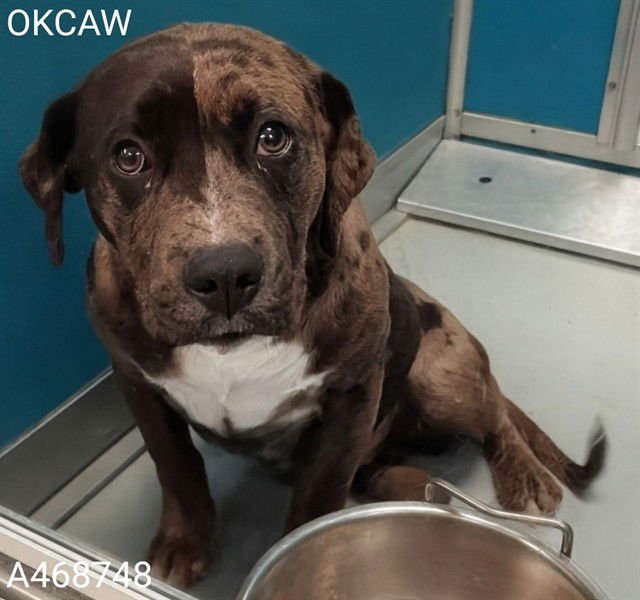 A468748 - Catahoula Leopard Dog available for adoption