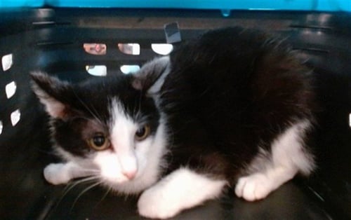 A471690 - Domestic Short Hair for adoption in Oklahoma City