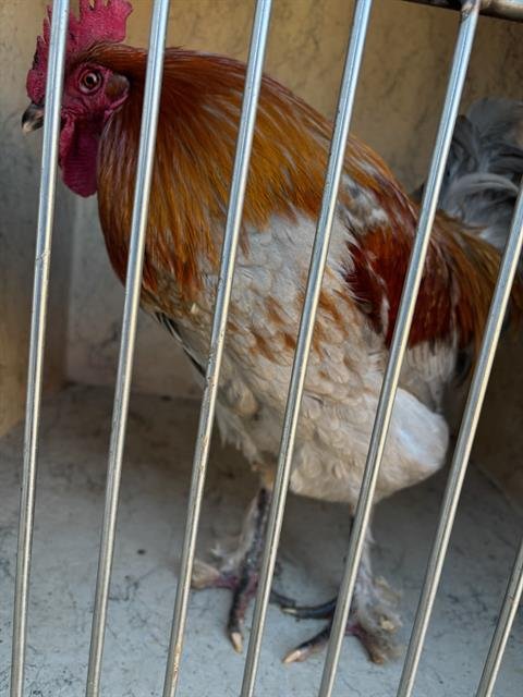 A468395 - Chicken available for adoption