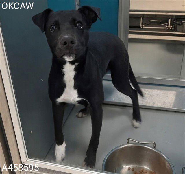 LUCIA - Hound / Pit Bull Terrier available for adoption