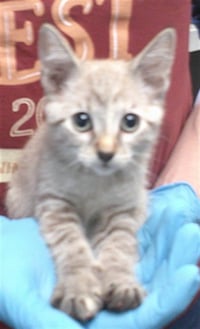 WAFFLES - Photo 1