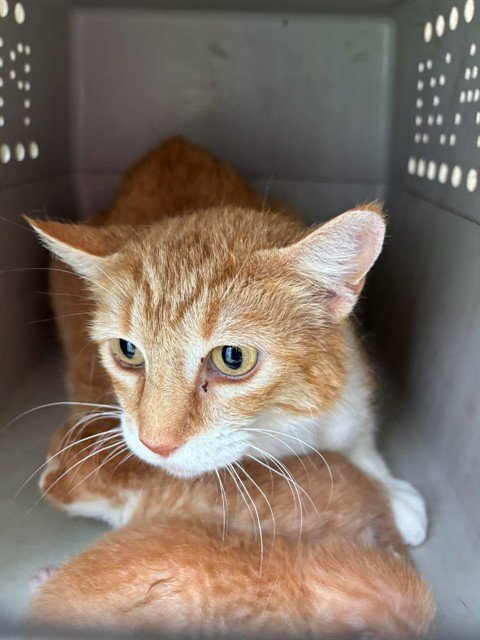 PEACHES - Domestic Short Hair for adoption in Norman