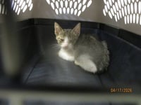 A472908 - Photo 1