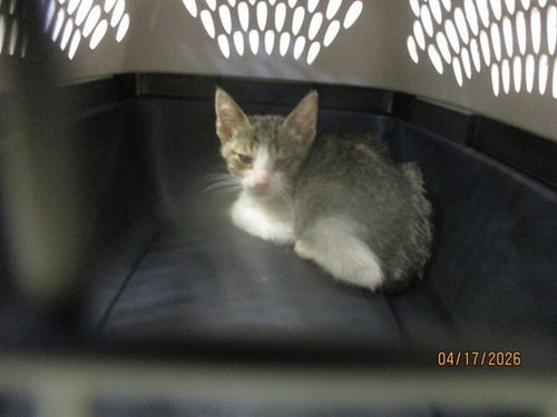 A472908 - Domestic Short Hair available for adoption
