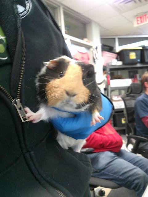 A469666 - Guinea Pig available for adoption