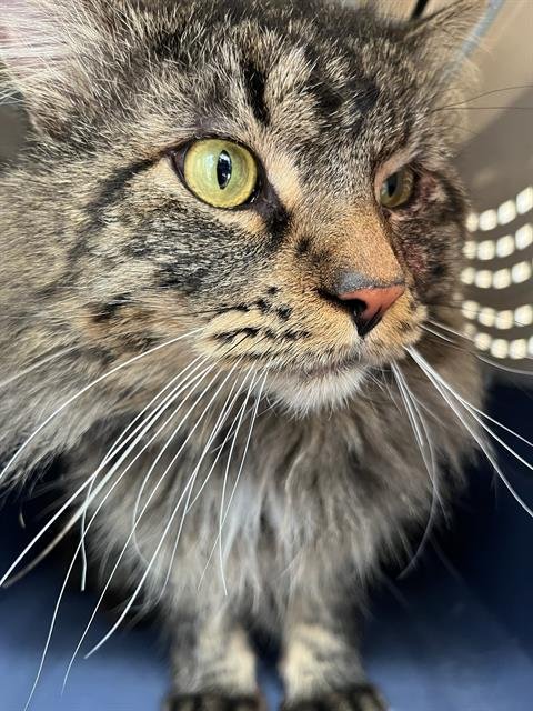 A468899 - Domestic Long Hair available for adoption