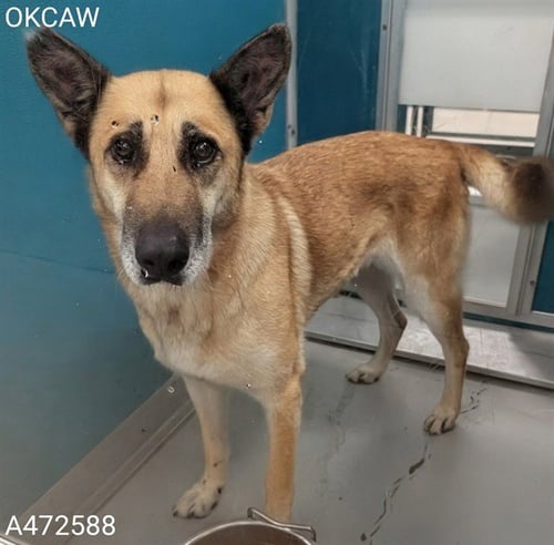 BUTTERFLY - German Shepherd Dog for adoption in Oklahoma City