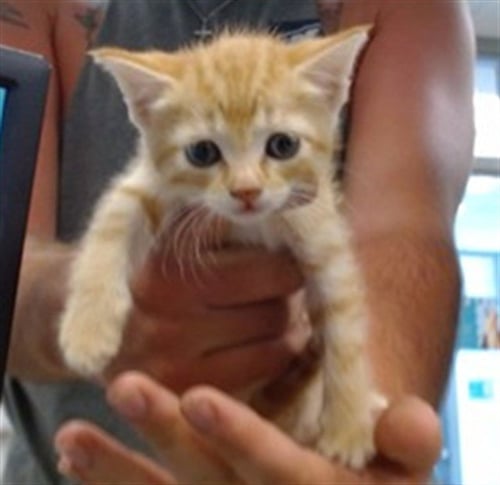 A475162 - Domestic Short Hair available for adoption