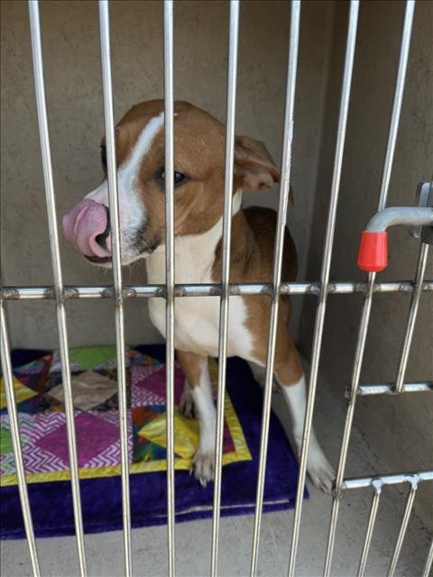 MOCHA - Beagle available for adoption