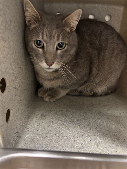 WALTER - Domestic Short Hair available for adoption