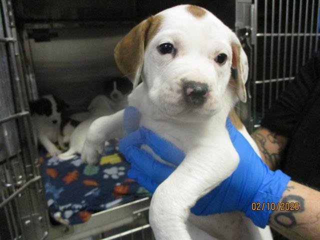 WILLOW - Hound available for adoption