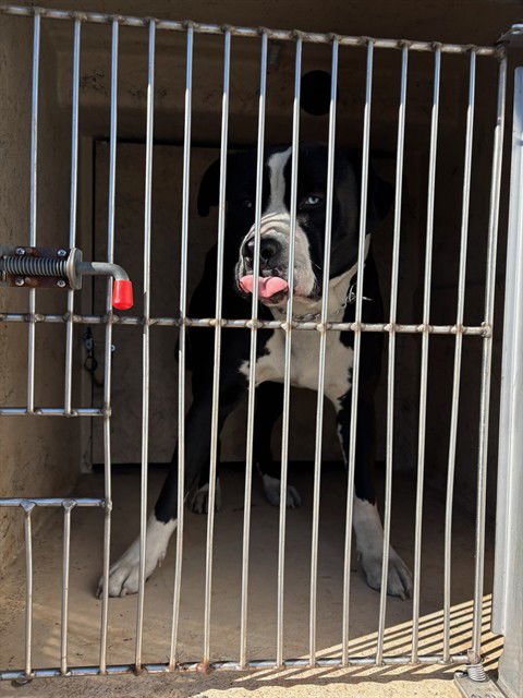 A468418 - American Bulldog available for adoption