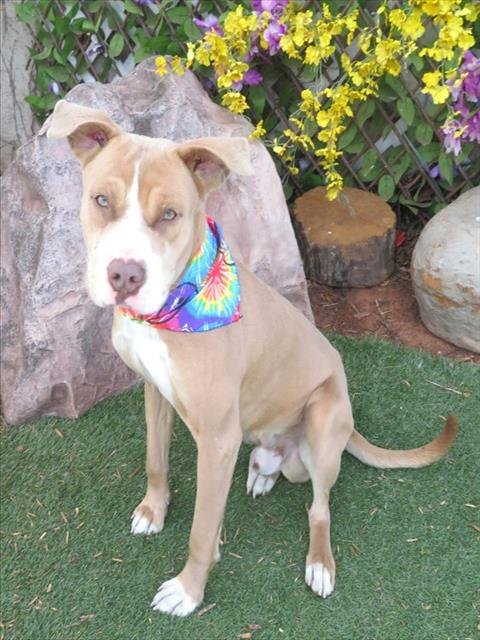 TAD - Pit Bull Terrier available for adoption