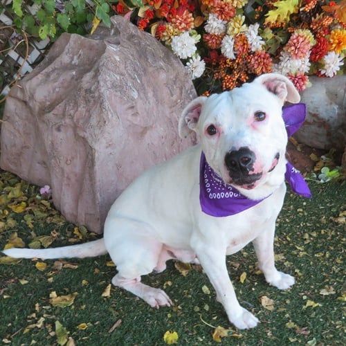 JIMMY - Pit Bull Terrier available for adoption