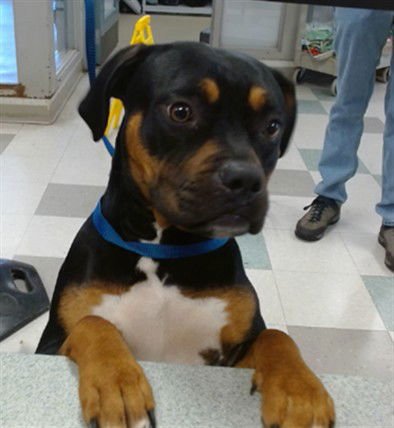 PARADA - Bulldog available for adoption