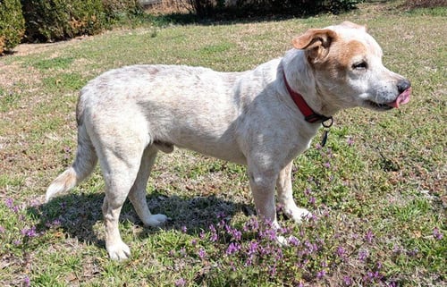 MICK - Australian Cattle Dog/Blue Heeler available for adoption