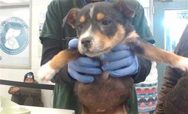 A468187 - Rat Terrier available for adoption