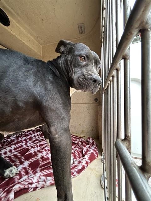 ROSIE - Pit Bull Terrier available for adoption