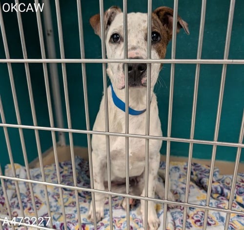 RADAR - Terrier / Pit Bull Terrier for adoption in Oklahoma City