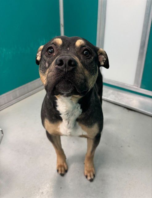 DUKE - Rottweiler available for adoption